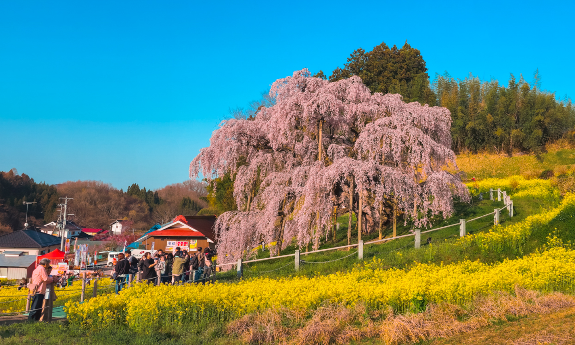 ‘Thiên đường hoa anh đào’ ở Fukushima